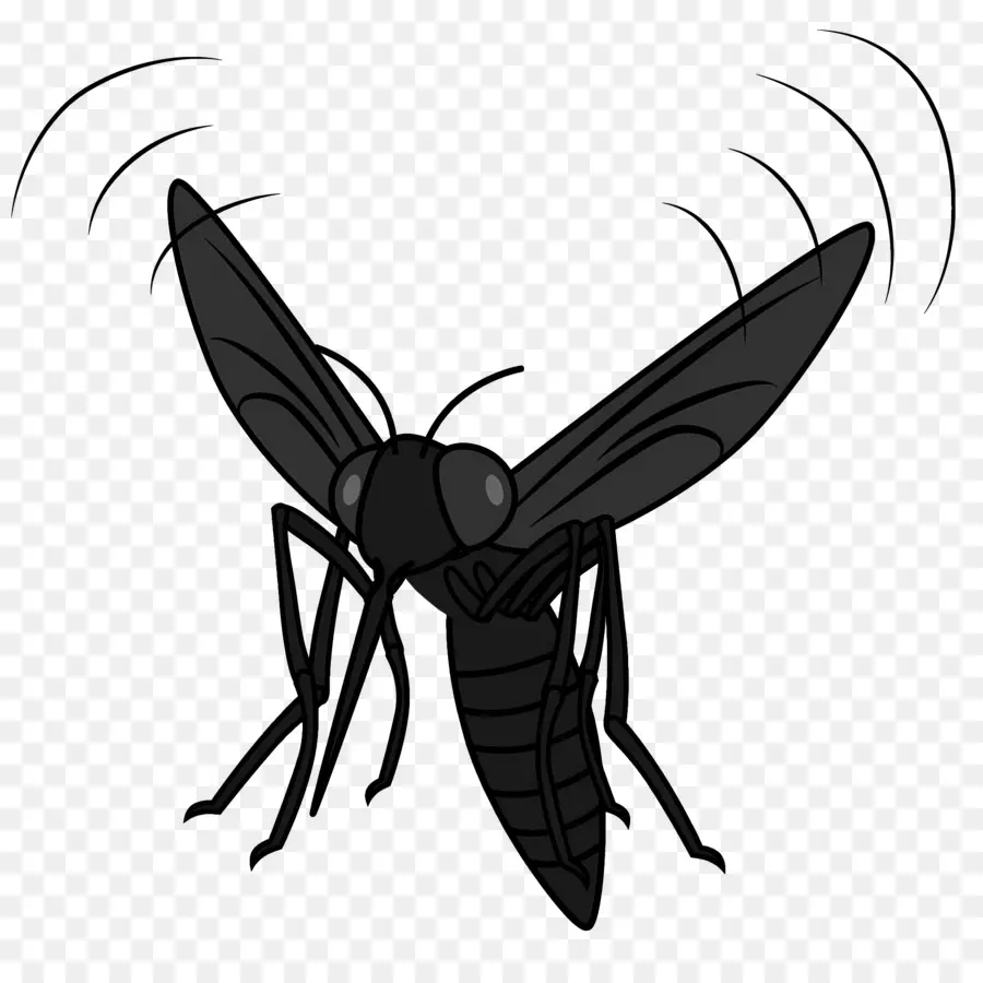 Mosquito，Cartoon PNG