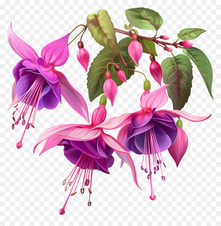 Fúcsia Flores，Fúcsia PNG