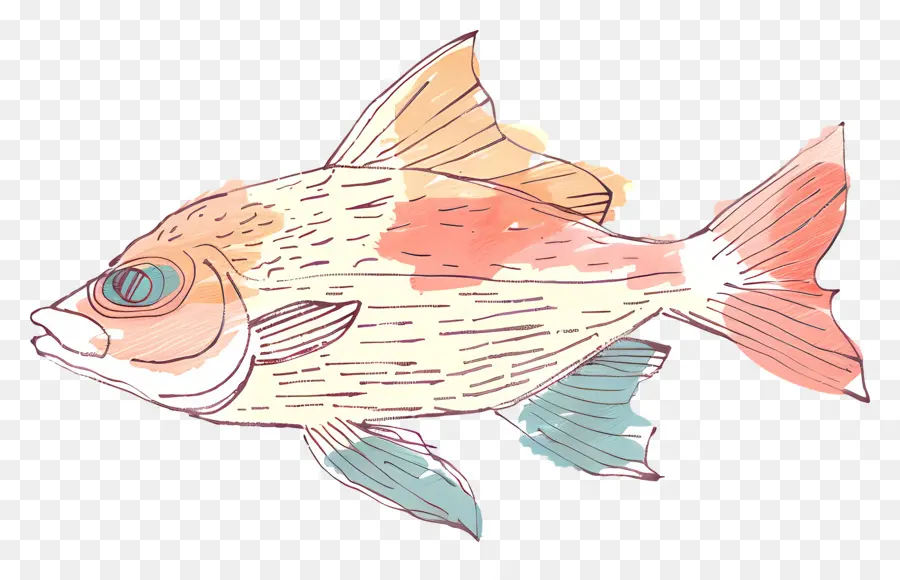 Peixe，Peixes De Desenho PNG