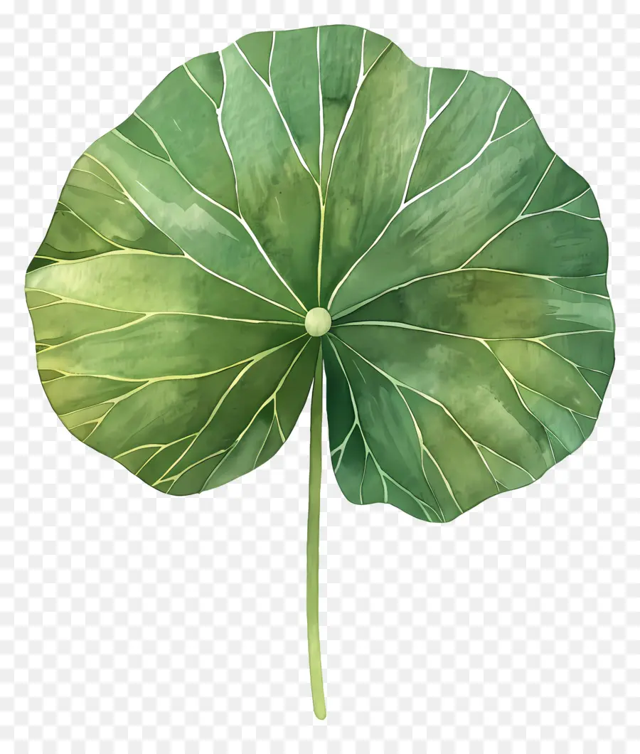 Folha De Lótus，Folha Verde PNG