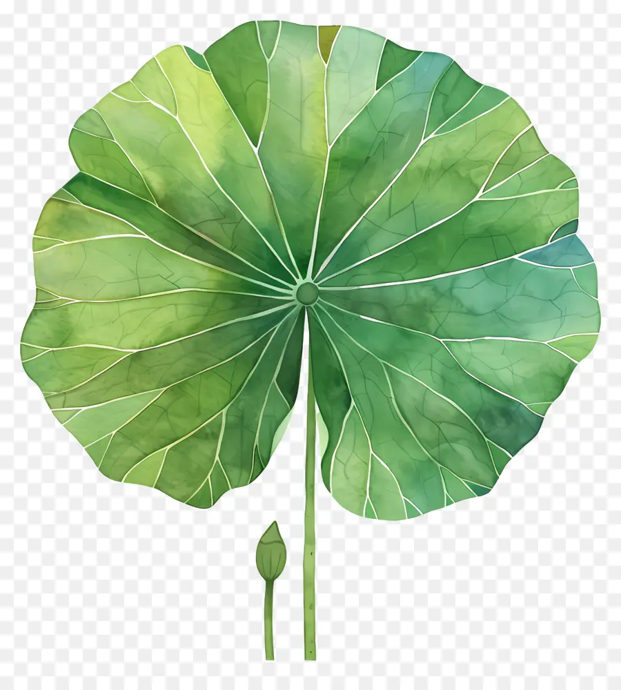 Folha De Lótus，Folha Verde PNG