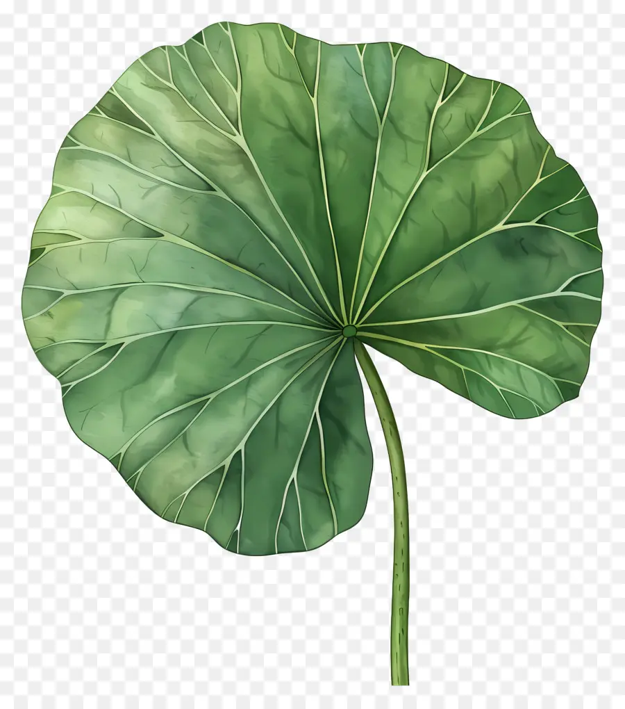 Folha De Lótus，Folha Verde PNG