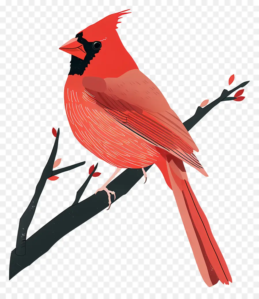 O Cardeal Pássaro，Vermelho Cardeal PNG