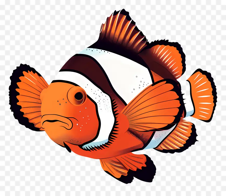 Peixe Palhaço，Clown Fish PNG