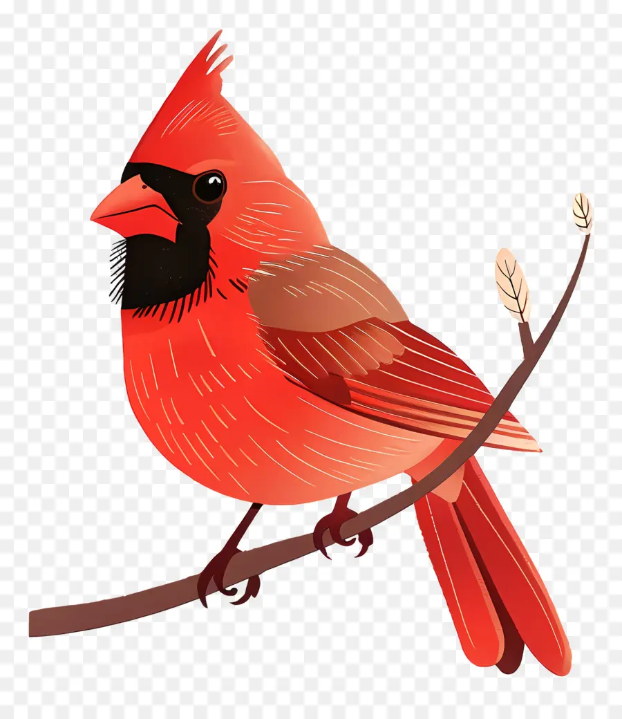 O Cardeal Pássaro，Vermelho Cardeal Pássaro PNG