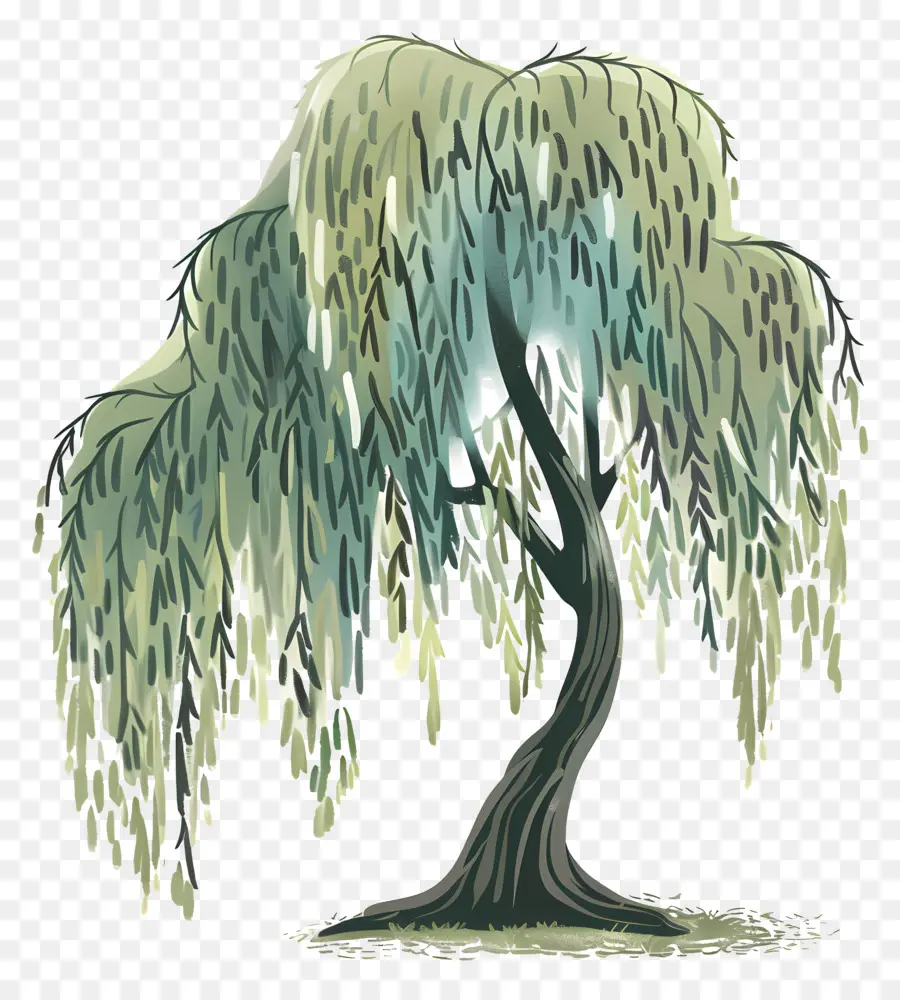 Salgueiro，Weeping Willow Tree PNG