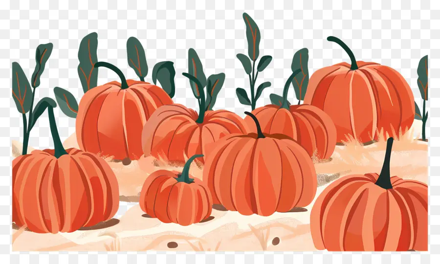 Pumpkin Patch，Abóbora PNG