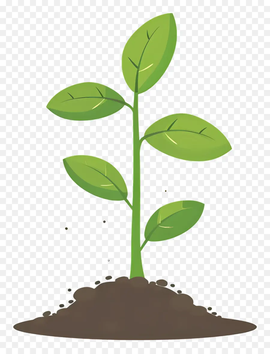 Planta Brotar，Planta PNG