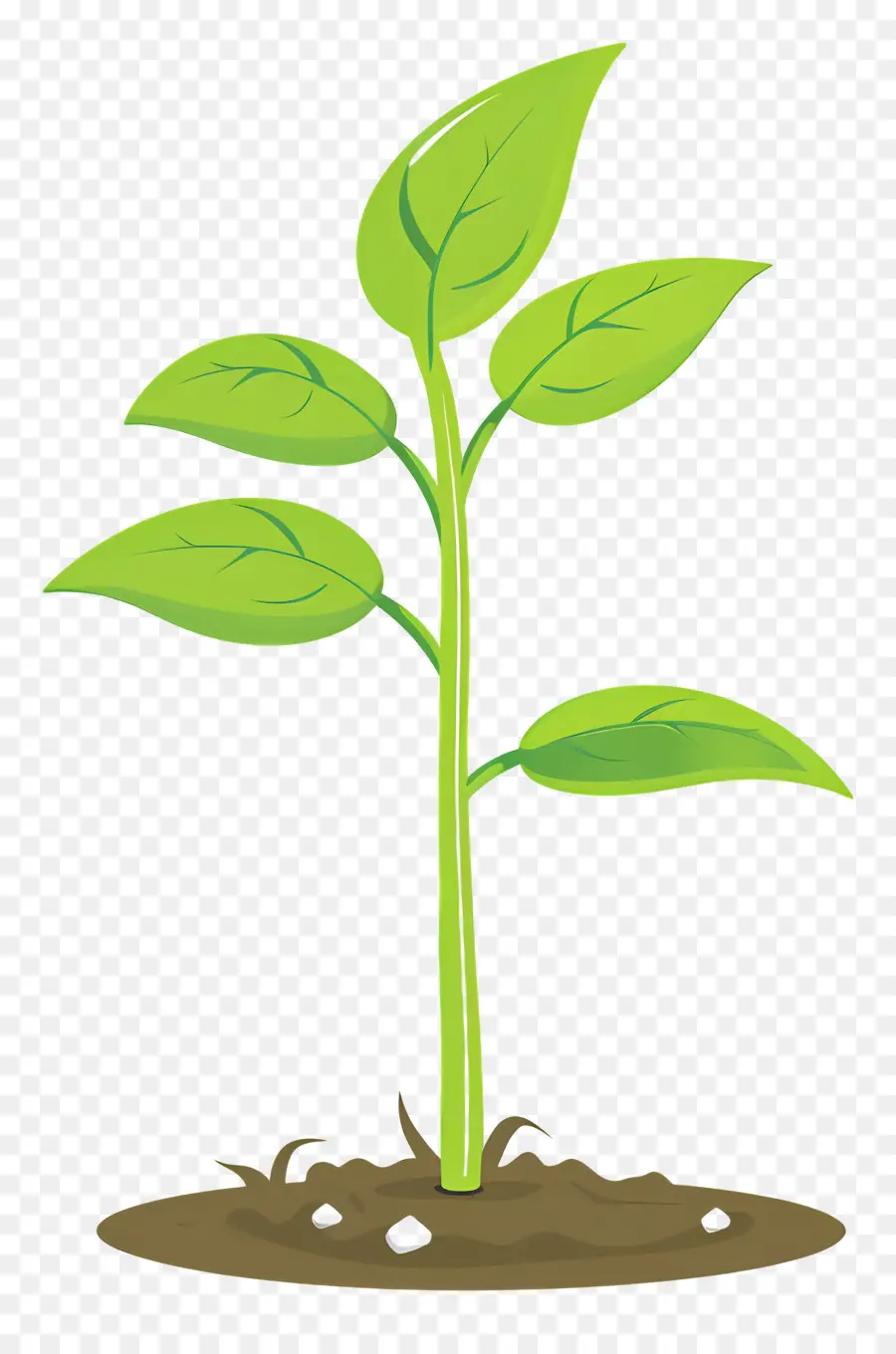 Planta Brotar，Planta Jovem PNG