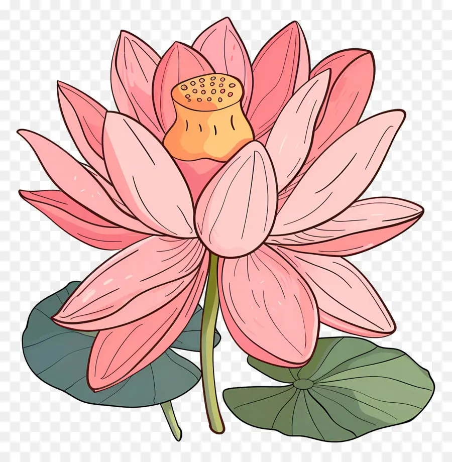 Flor De Lótus，Cor De Rosa Lotus PNG