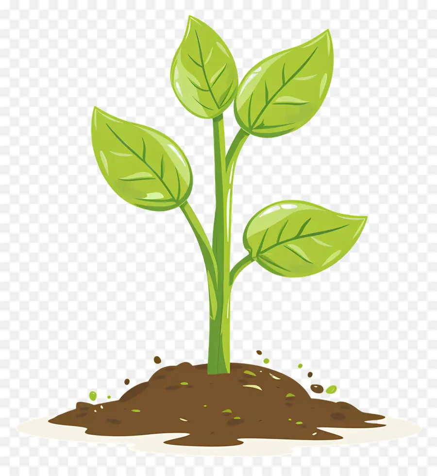 Planta Brotar，Planta PNG