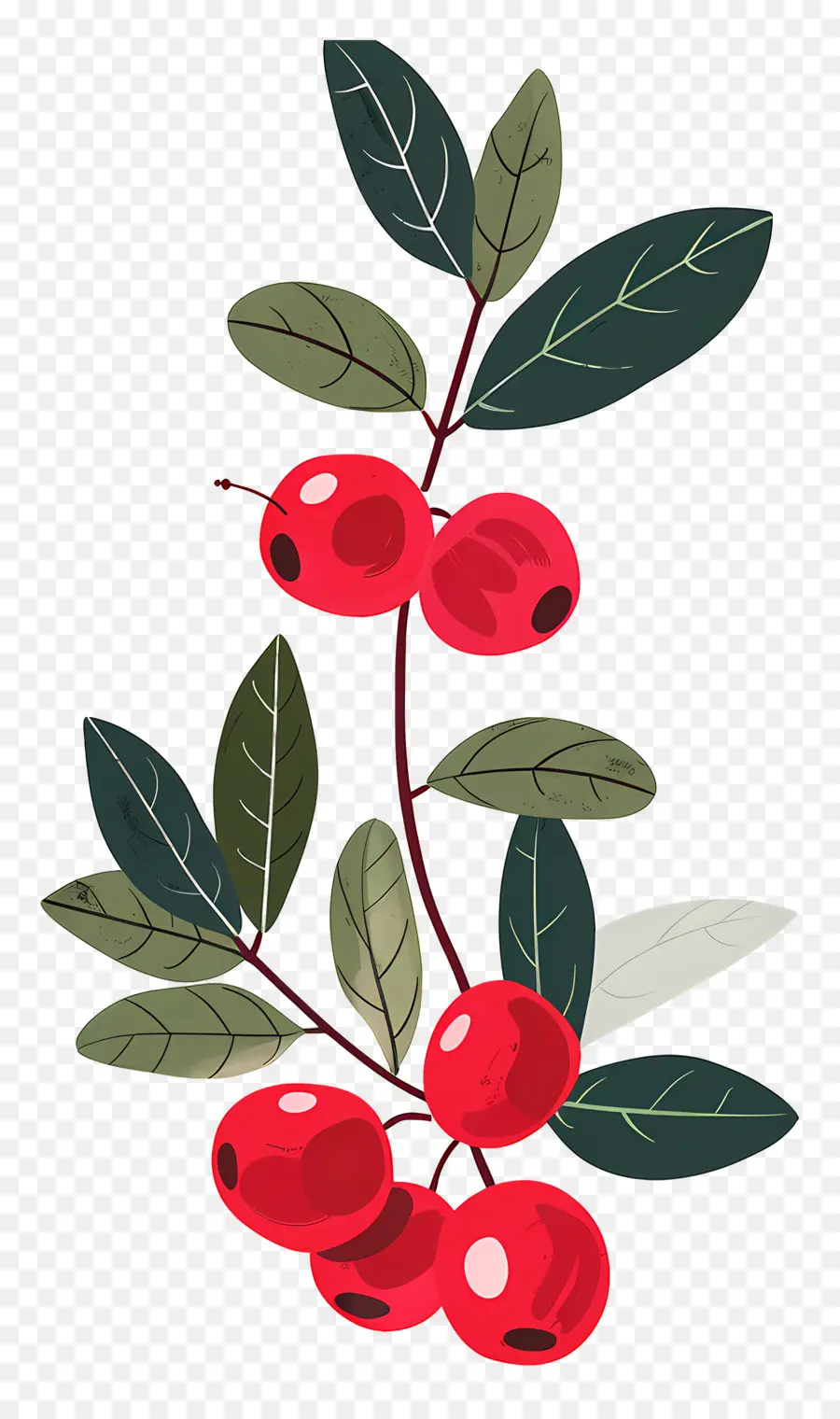 Cranberry，Frutos Vermelhos PNG