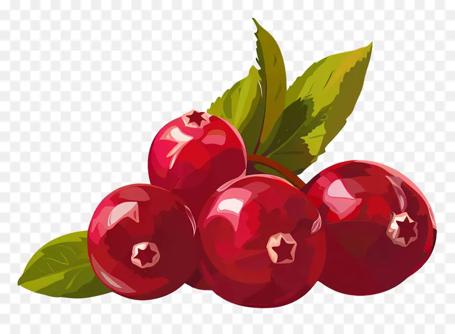 Cranberry，Cranberries PNG