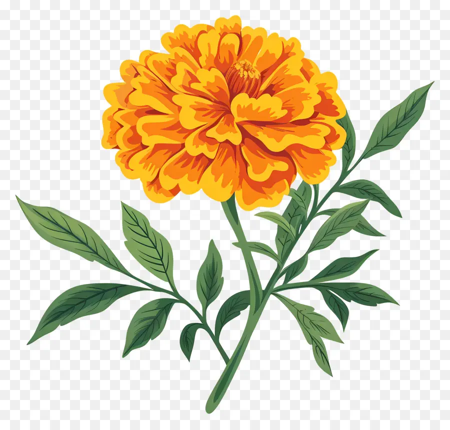 Calêndula Flor，Marigold PNG