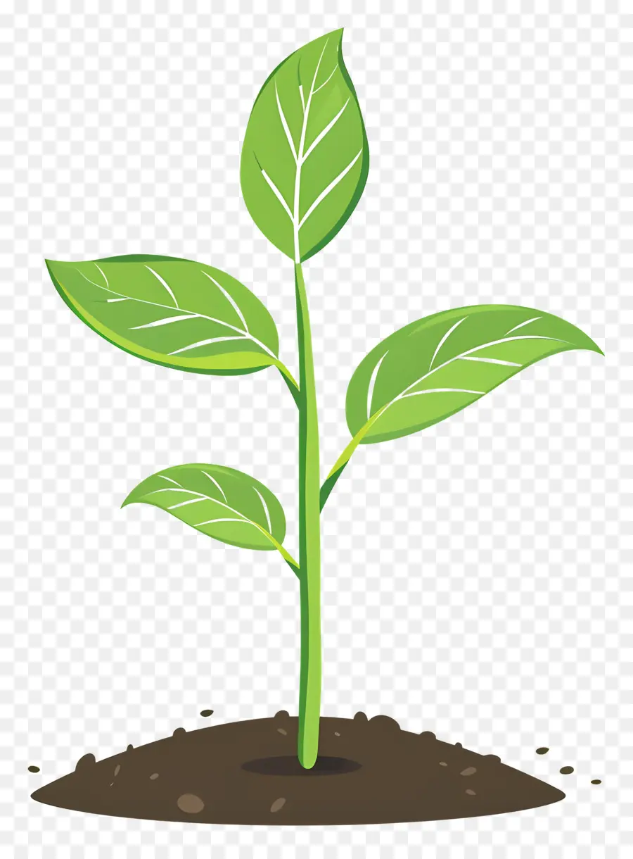 Planta Brotar，Planta Saudável PNG