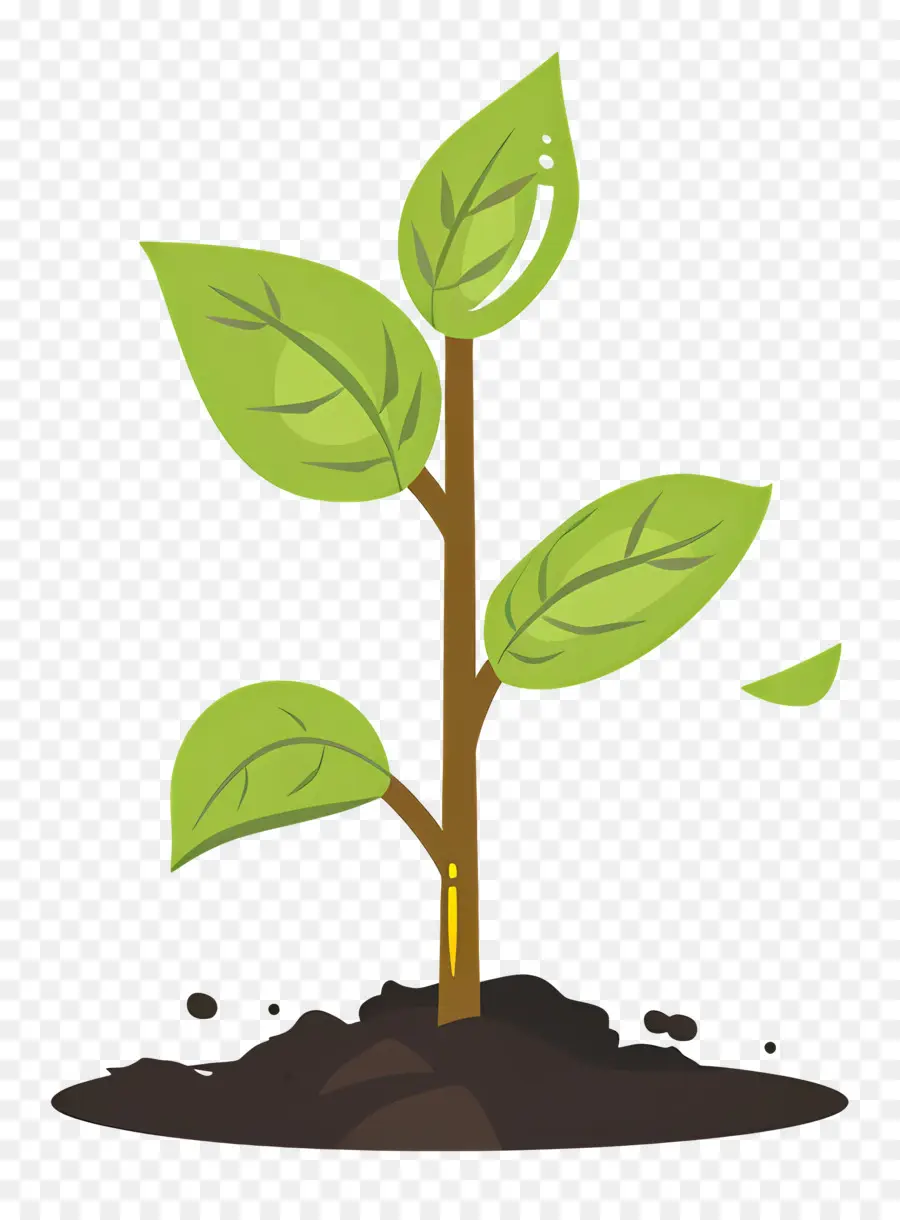 Planta Brotar，O Crescimento Da Planta PNG