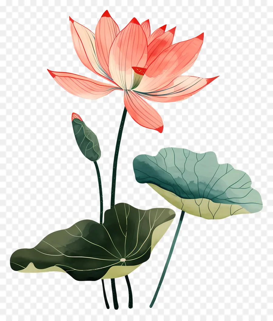 Flor De Lótus，Cor De Rosa Lotus PNG