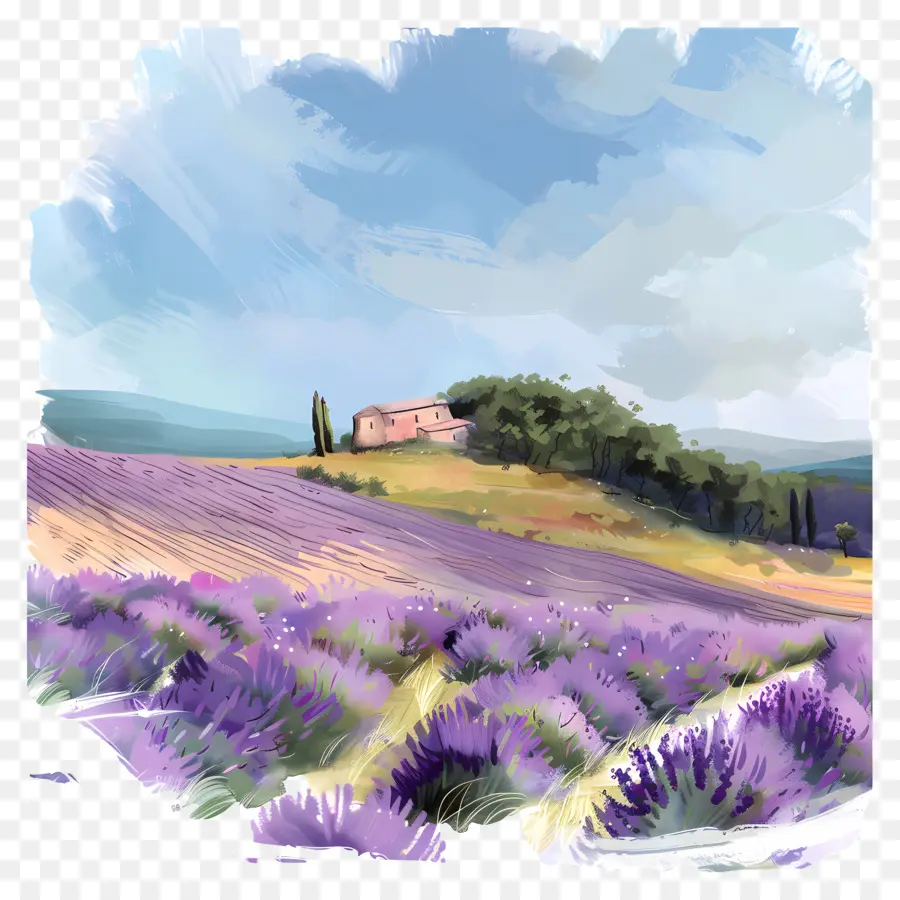 Campo De Lavanda，Campos De Lavanda PNG