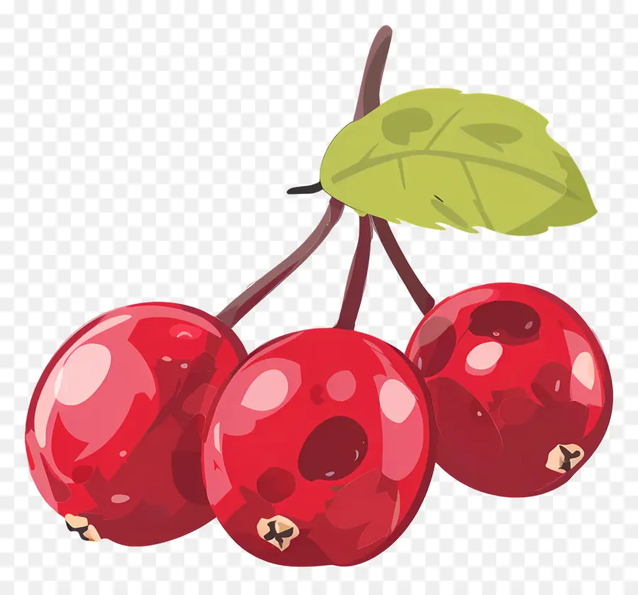 Cranberry，Frutos Vermelhos PNG