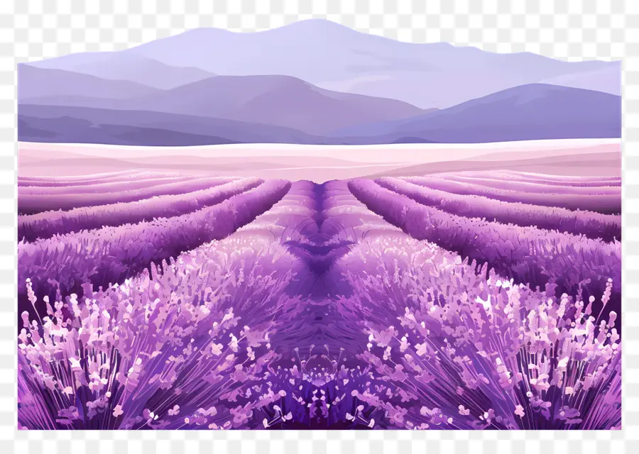 Campo De Lavanda，Lavanda PNG