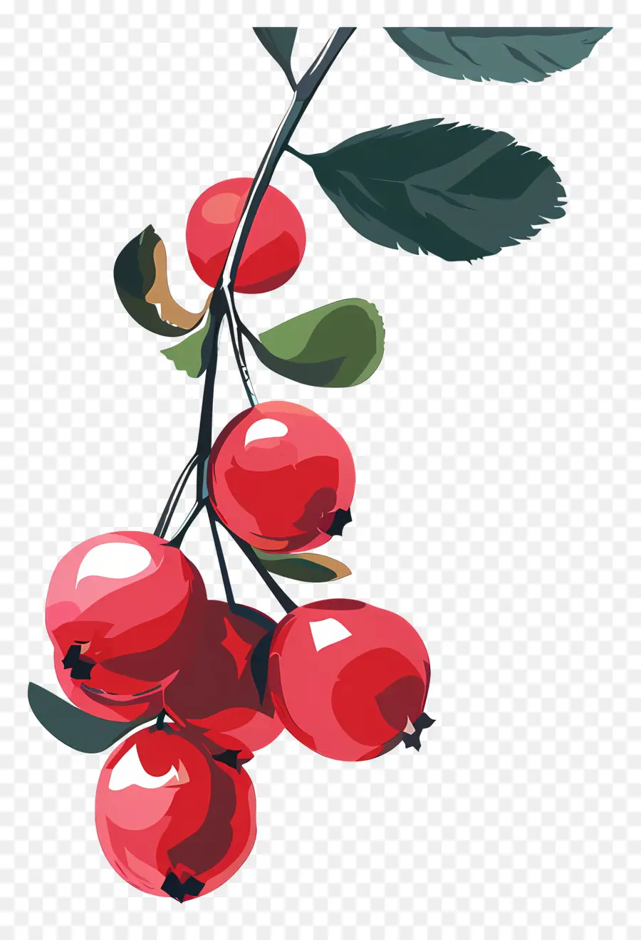 Cranberry，Frutos Vermelhos PNG