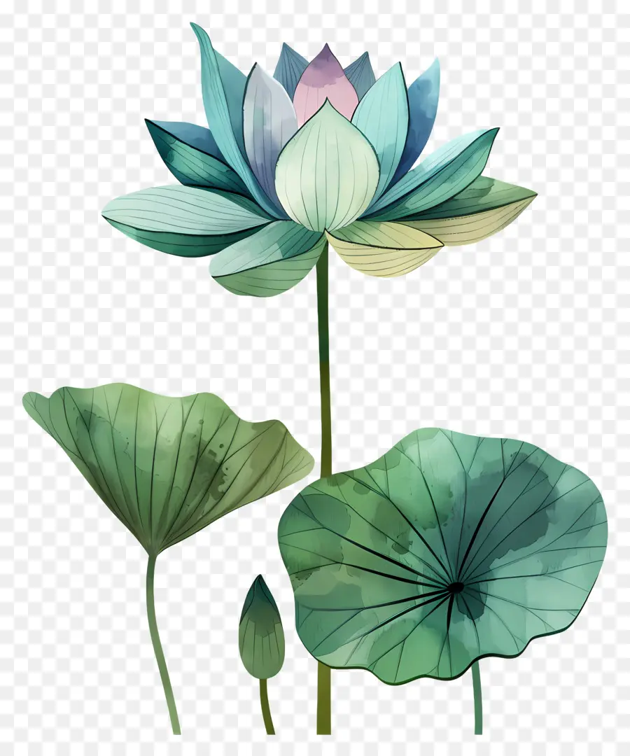 Flor De Lótus，Lírio D'água PNG