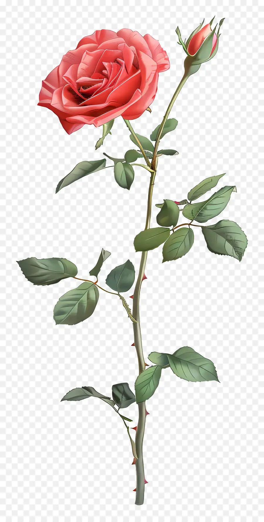 Haste Rosa，Rosa Vermelha PNG