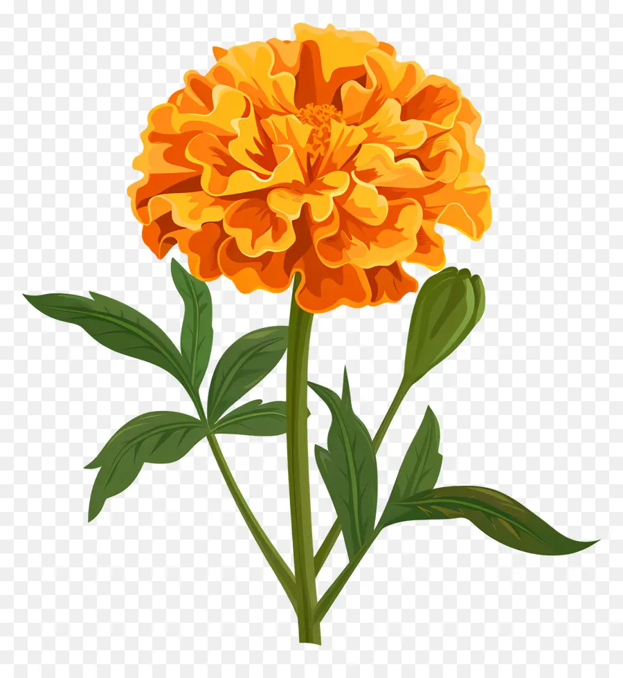 Calêndula Flor，Flor Da Laranja PNG