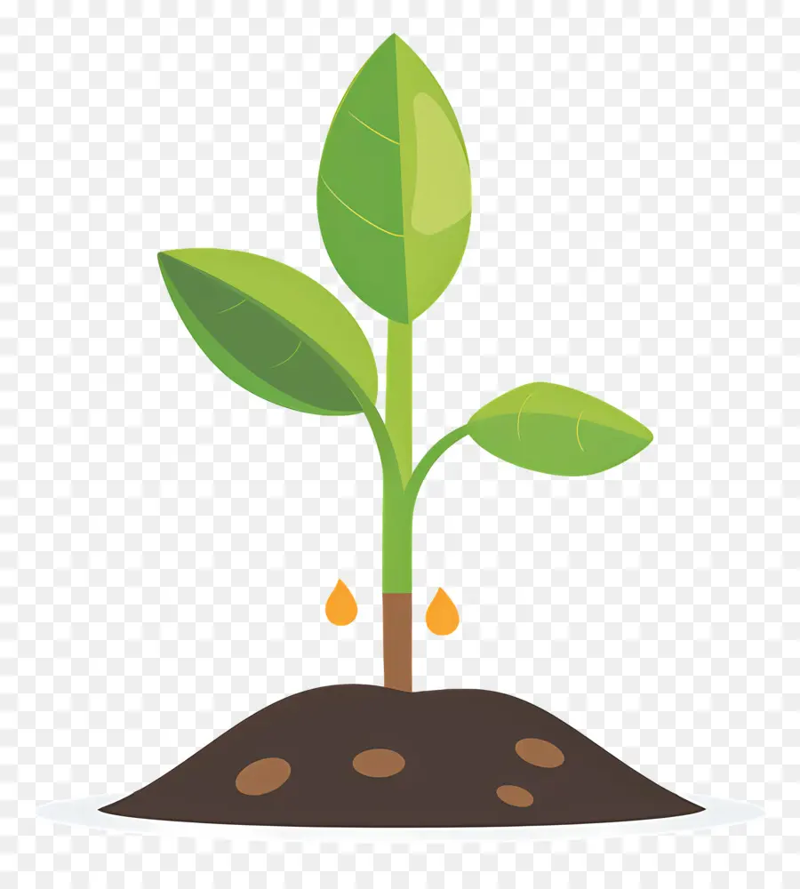 Planta Brotar，Pequena Planta PNG