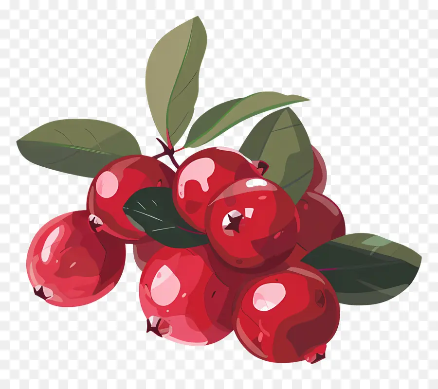 Cranberry，Cranberries PNG