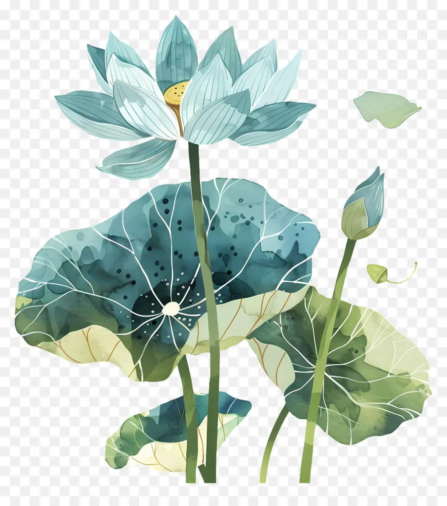 Flor De Lótus，Lótus Azul PNG