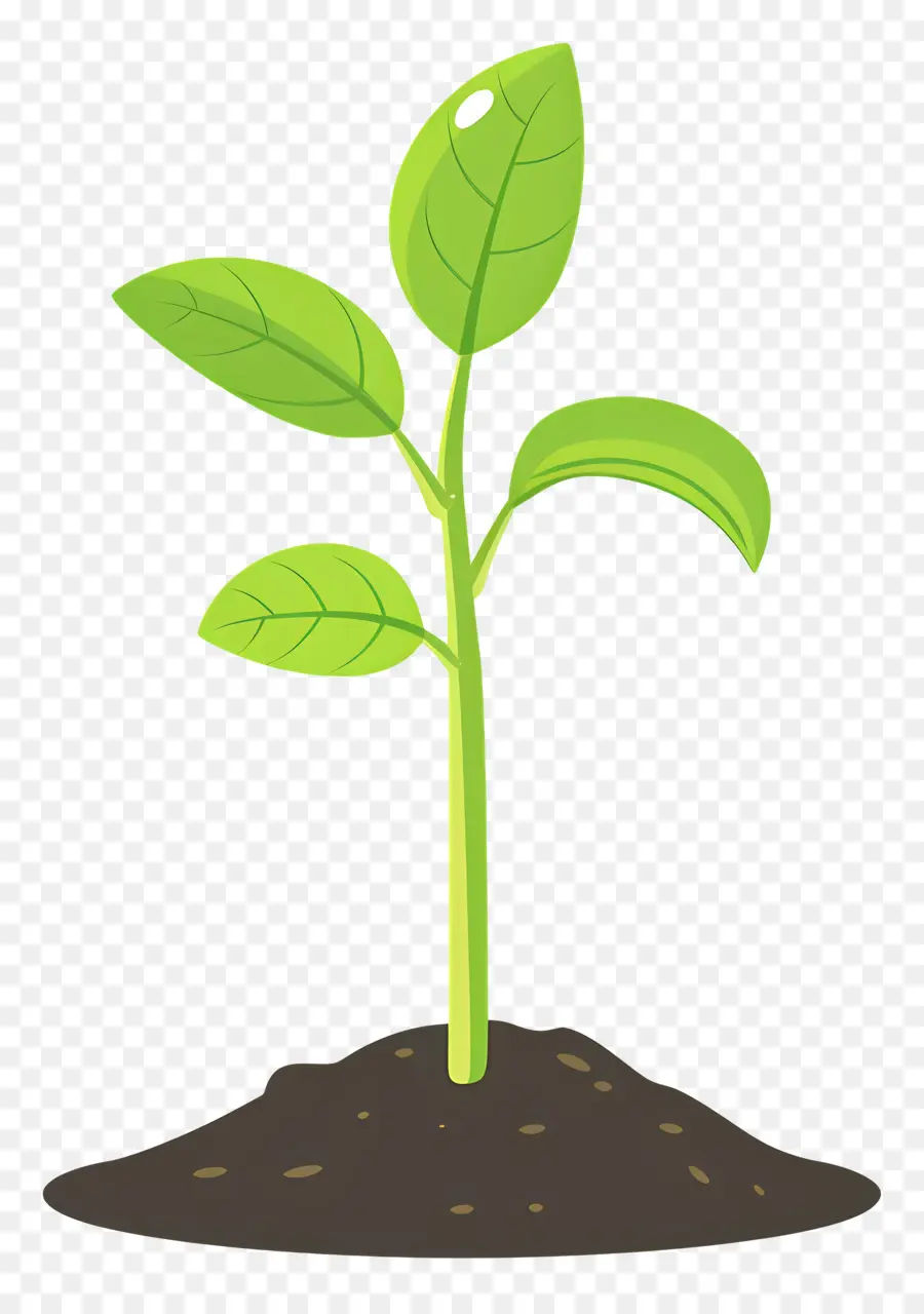 Planta Brotar，O Crescimento Da Planta PNG