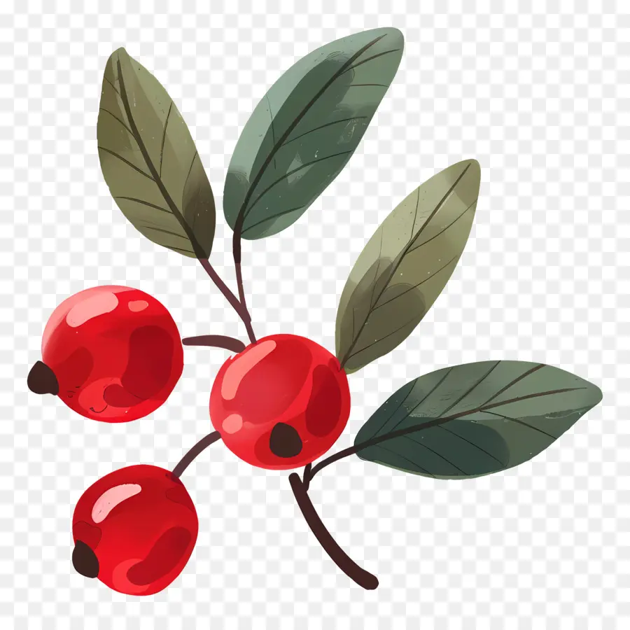 Cranberry，Framboesas PNG