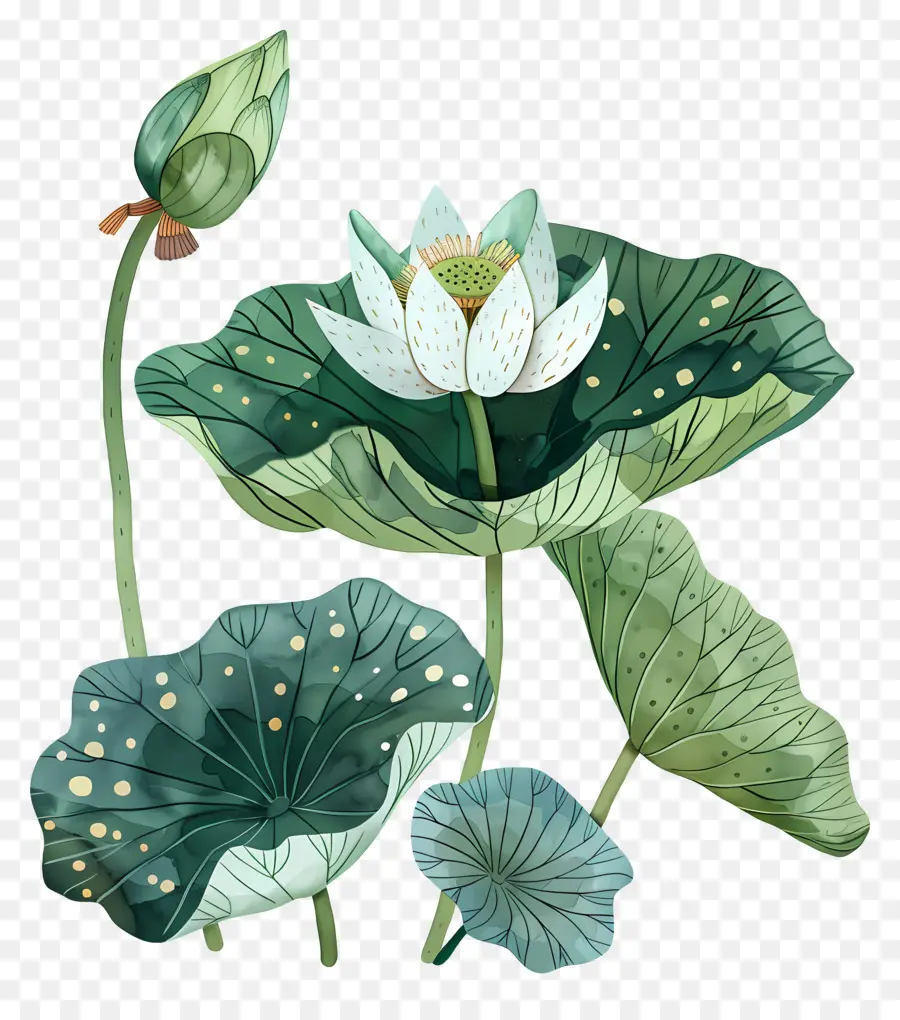 Flor De Lótus，Pintura Em Aquarela PNG