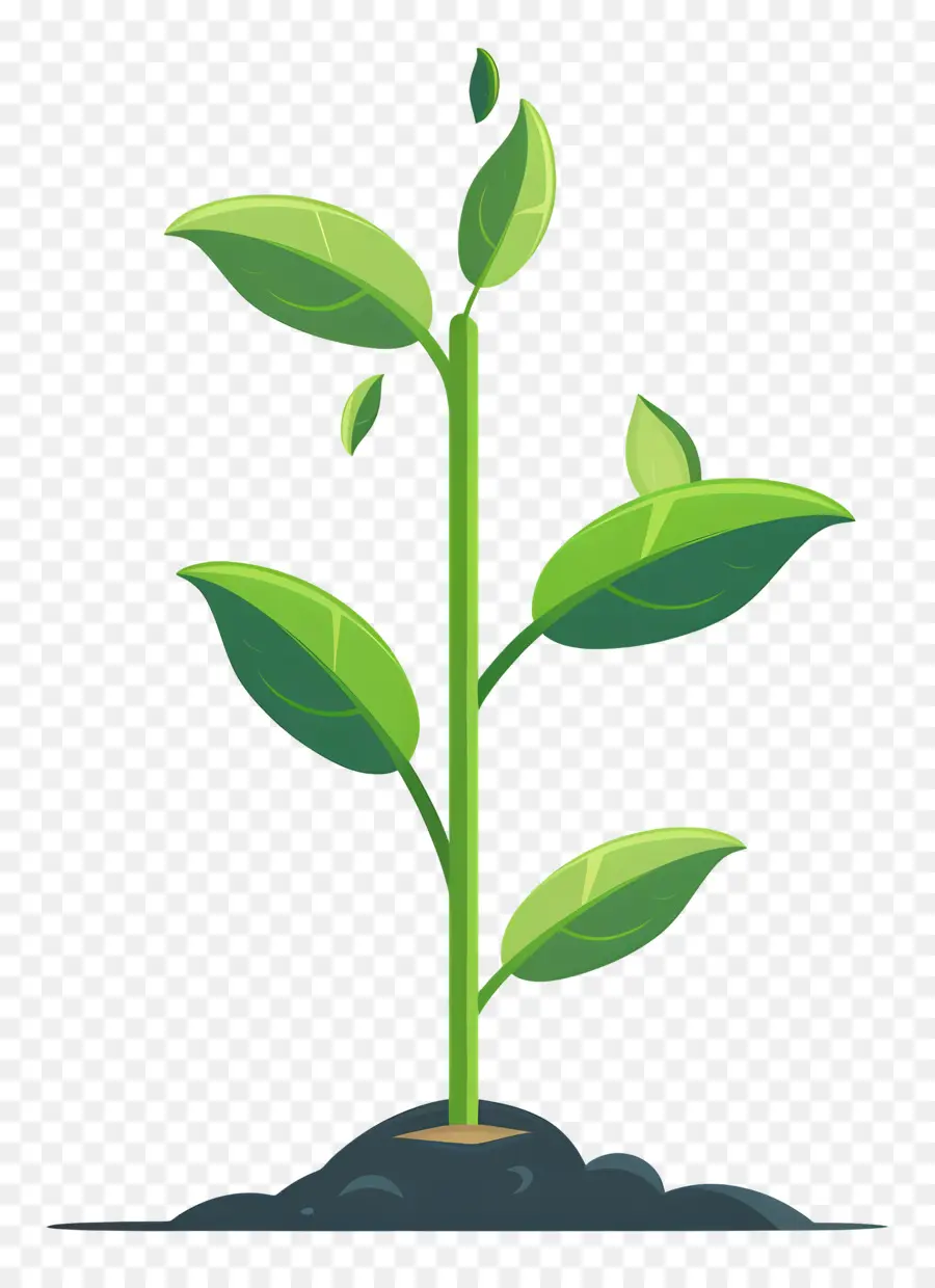 Planta Brotar，Planta PNG