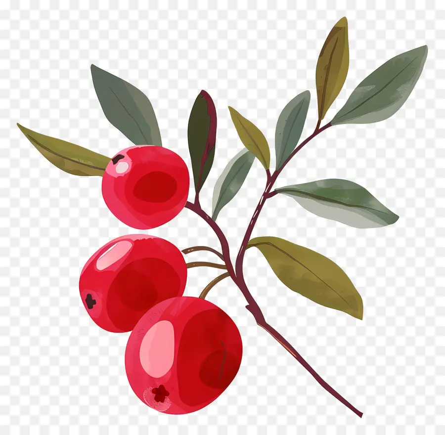 Cranberry，Frutos Vermelhos PNG