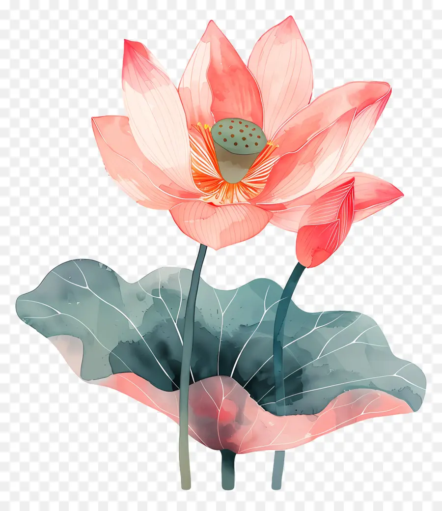 Flor De Lótus，Flor De Lótus Rosa PNG