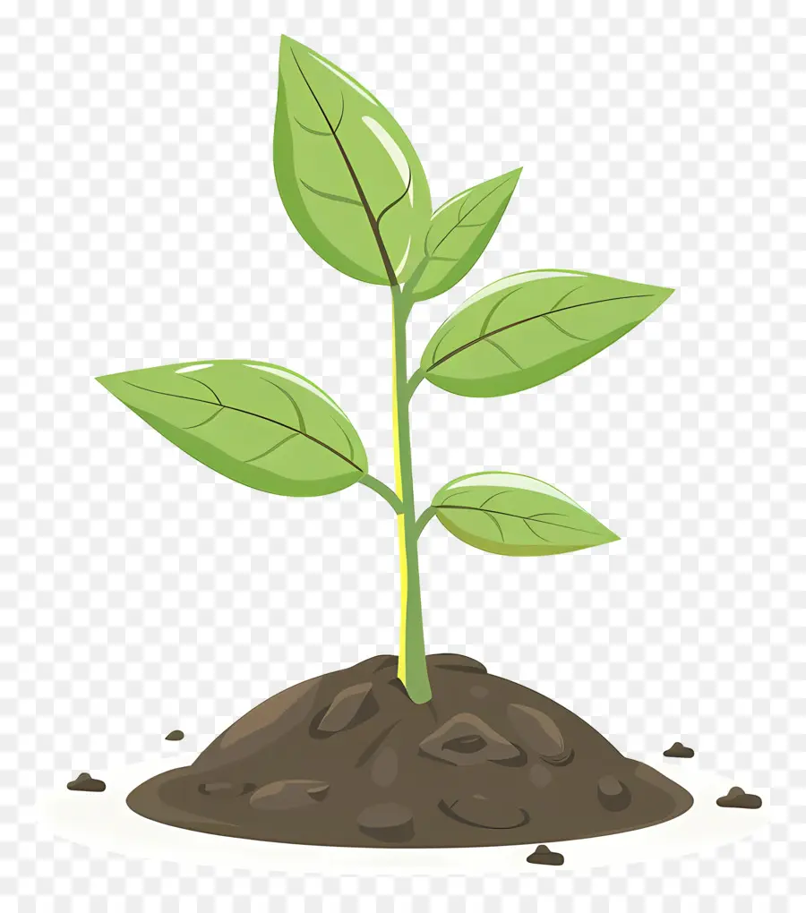 Planta Brotar，O Crescimento Da Planta PNG