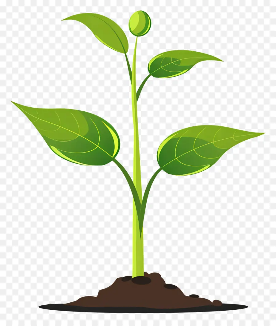 Planta Brotar，O Crescimento Da Planta PNG