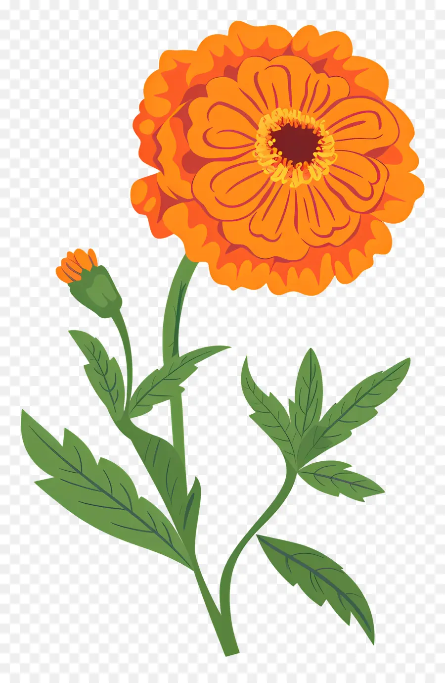 Calêndula Flor，Marigold PNG