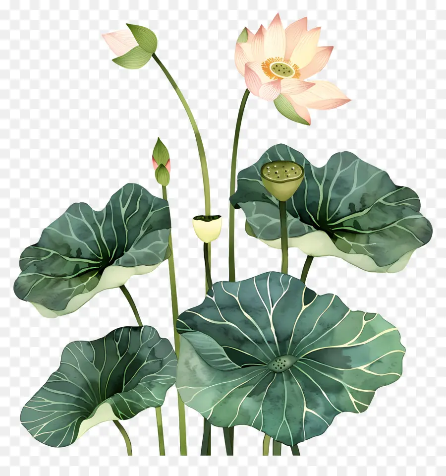 Flor De Lótus，Flores De Lótus PNG