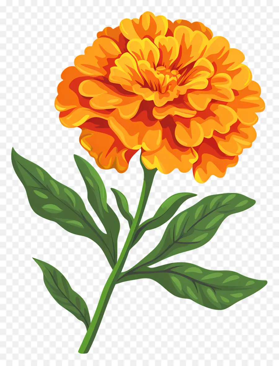 Calêndula Flor，Flor De Crazé Laranja PNG