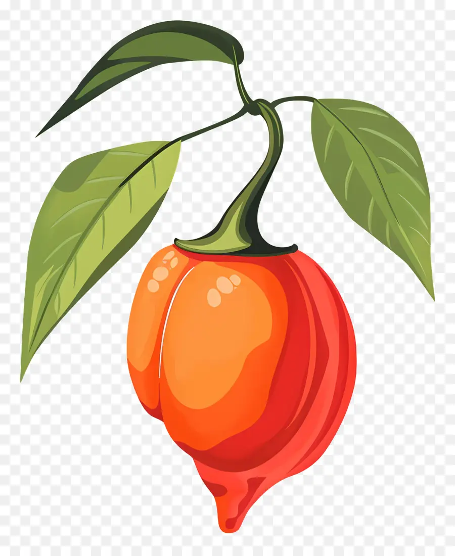 Habanero，Fruto De Laranja PNG