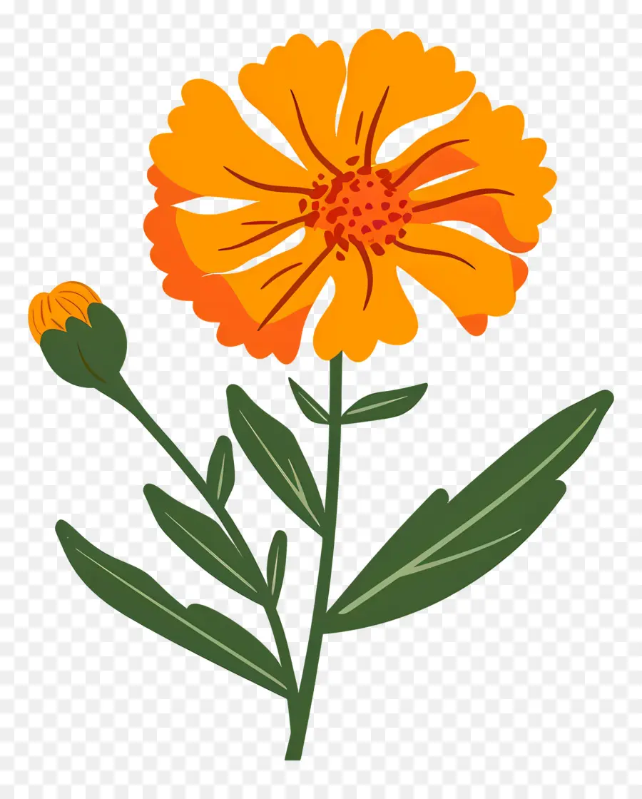 Calêndula Flor，Flor Da Laranja PNG