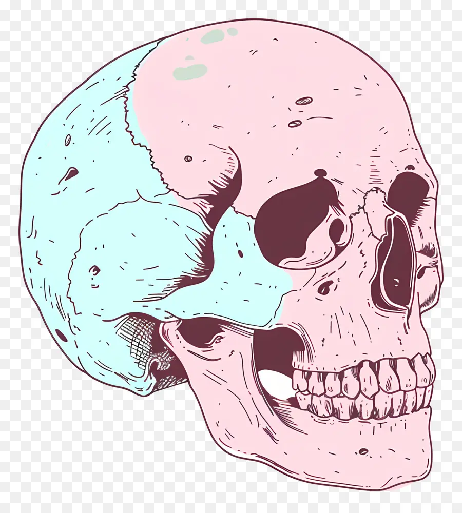 Doodle Skull，Crânio Humano PNG