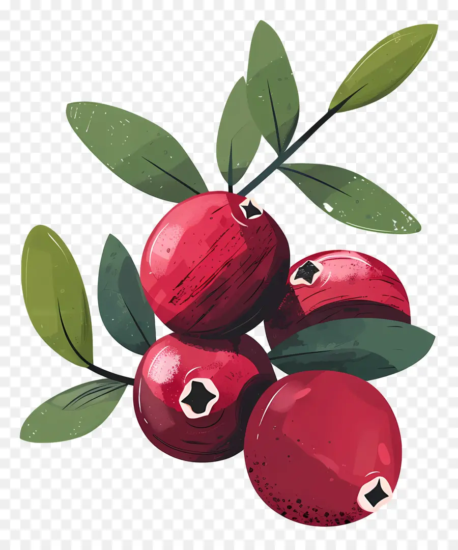 Cranberry，Framboesas PNG