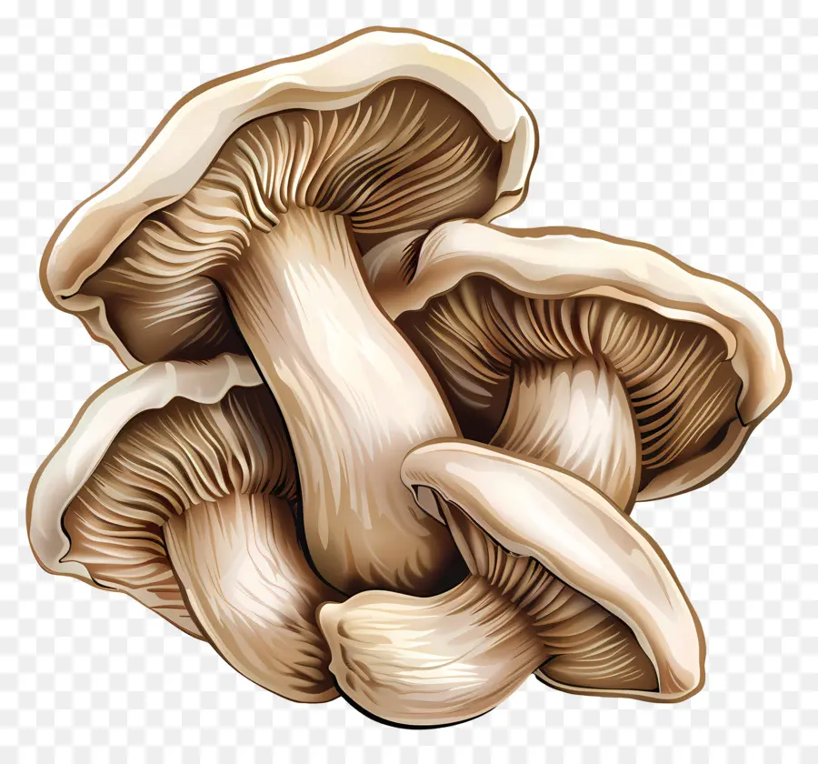 Cogumelo Ostra，Cogumelos PNG