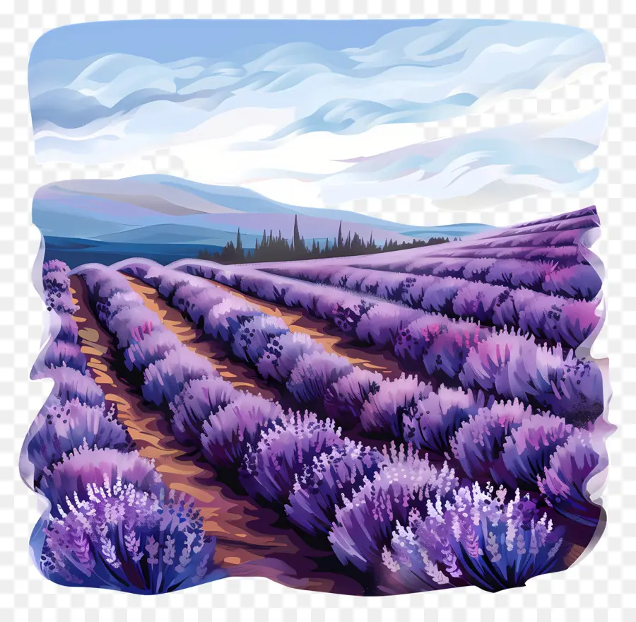 Campo De Lavanda，Lavanda PNG