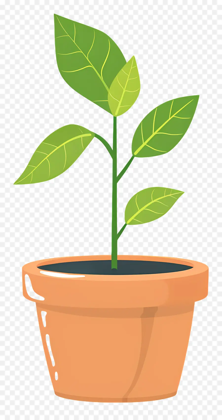 Muda，Planta Em Vaso PNG