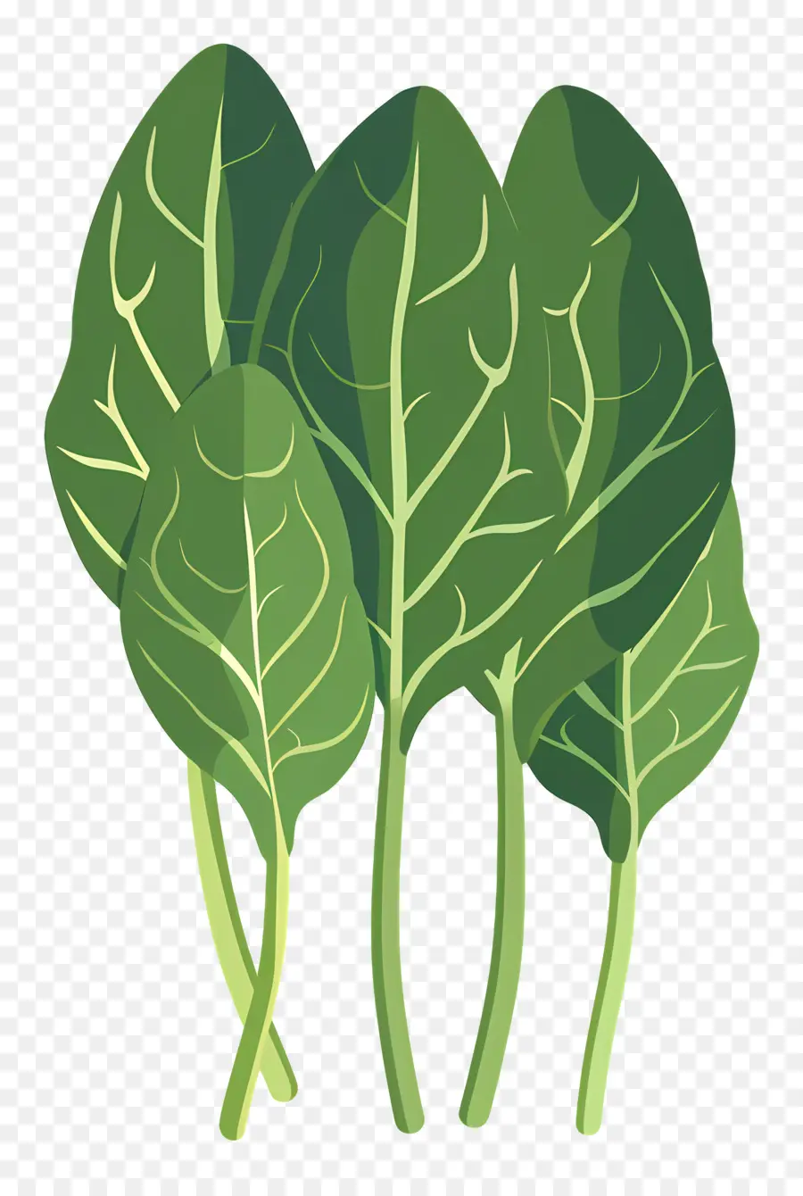 Espinafre，Plantas Verdes PNG